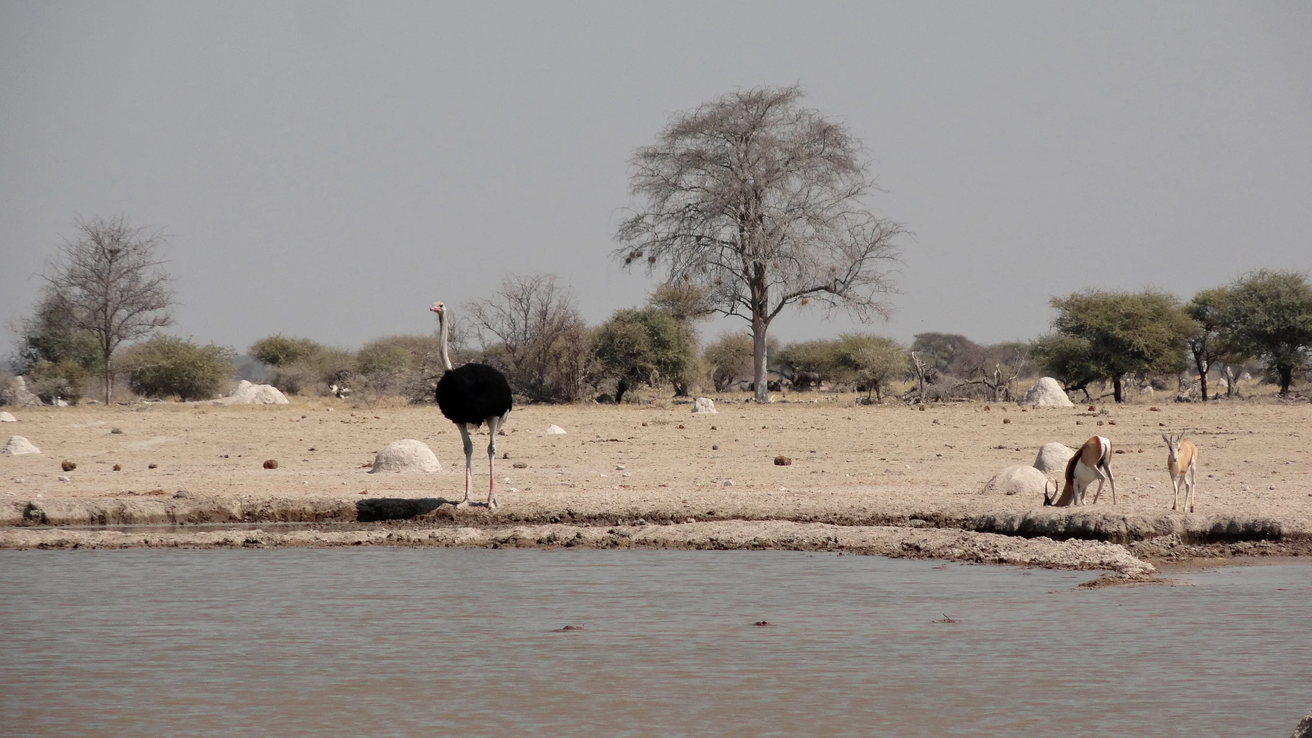 Nxai Pan National Park