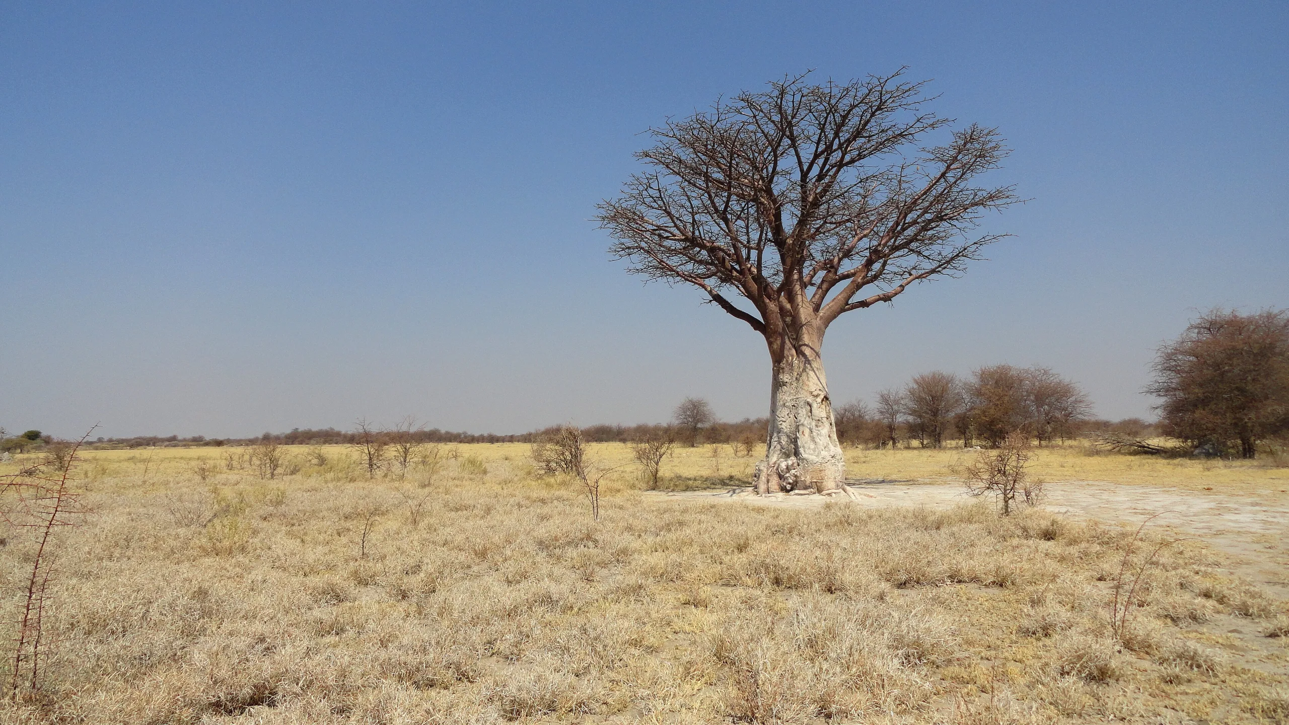 Nxai Pan National Park