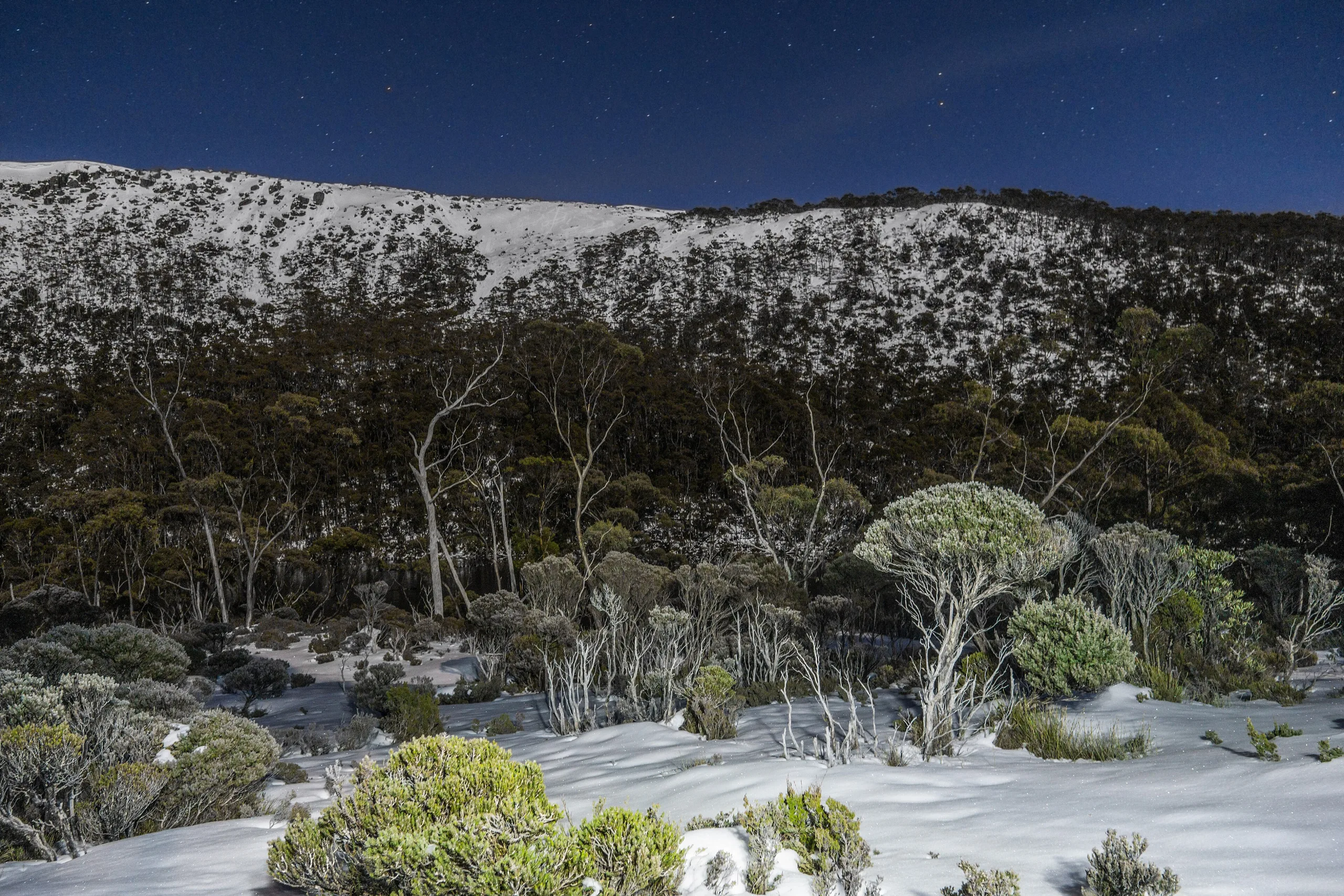 Mount Field National Park