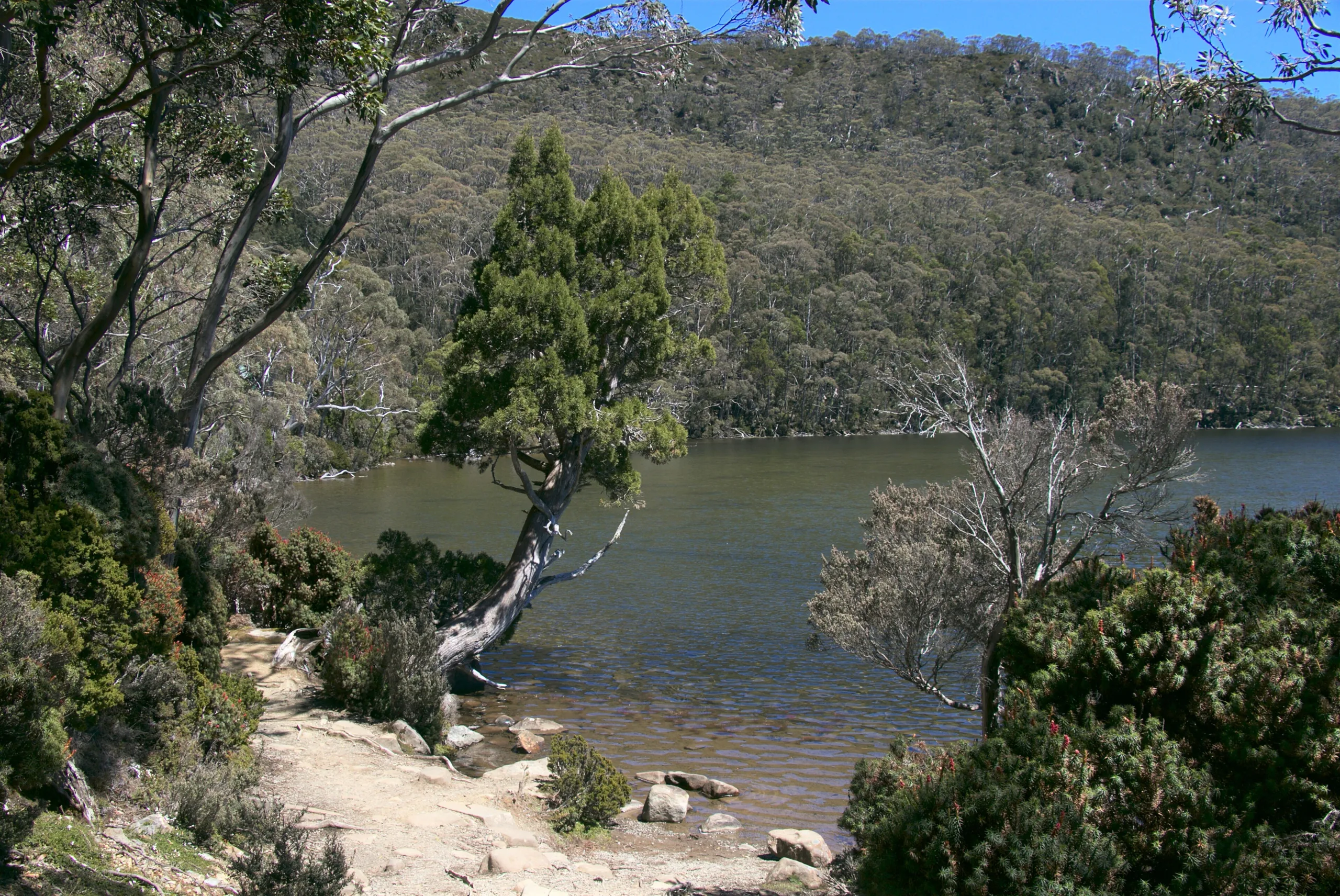 Mount Field National Park