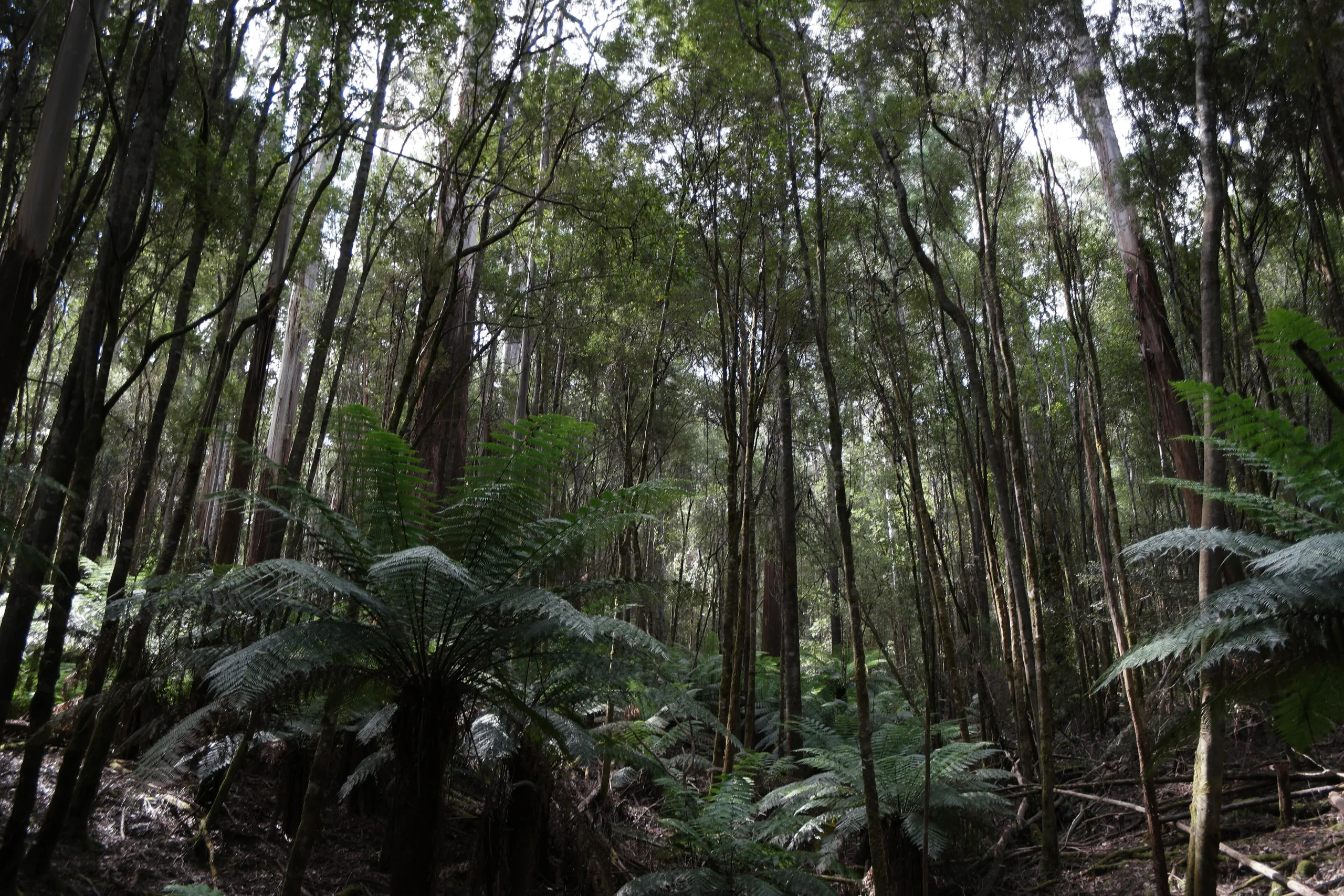 Mount Field National Park