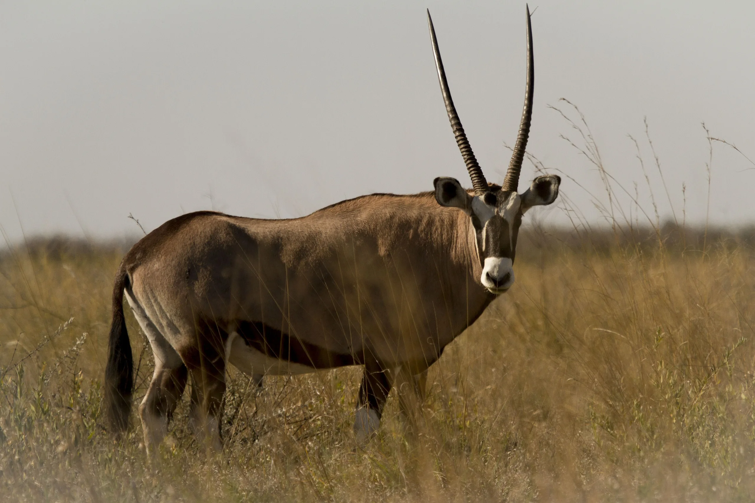 Nxai Pan National Park